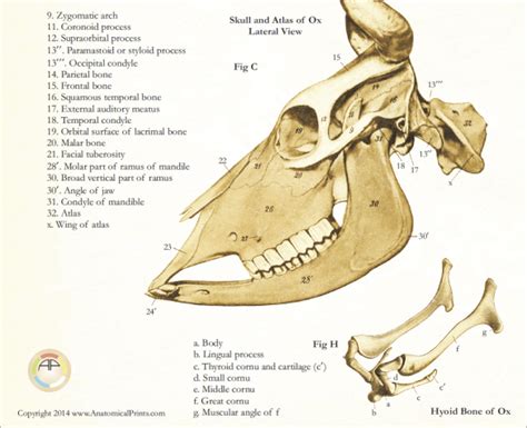 Skull Anatomy of the Cow Poster