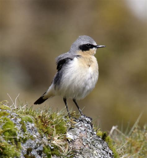 Northern Wheatear photos and wallpapers. Collection of the Northern ...