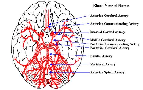 Biology Diagrams,Images,Pictures of Human anatomy and physiology: Human ...