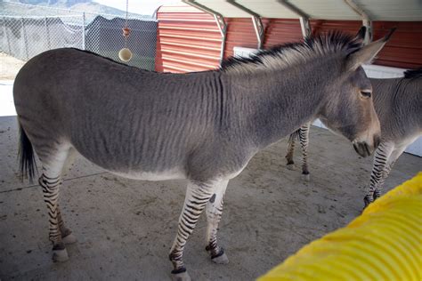 Zonkey Free Stock Photo - Public Domain Pictures