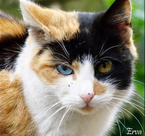 cat with heterochromia iridum | Pretty cats, Beautiful cats, Cats and kittens