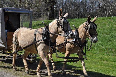 Mule Train in Elkmont - Visit Athens Alabama