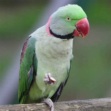 Alexandrine Parrot Size