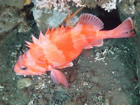 Angler establishes redbanded rockfish Washington record | The Spokesman-Review