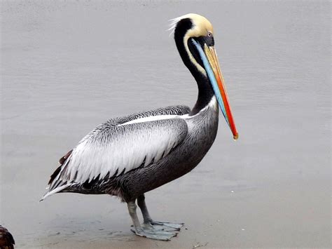 Pelícano Alcatraz - eBird