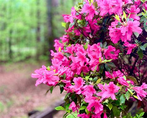 Pink Formosa Azalea Azalea Plant Pink Azalea Azalea Flower - Etsy