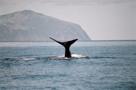 Whale Watching in the Azores Islands, Portugal