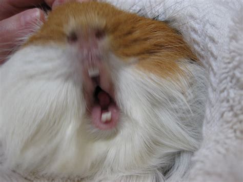 Guinea Pig Teeth Chattering – Why Is It happening? - Pet Orb