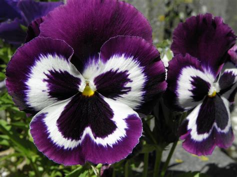 Purple and white pansy .. | Flores inusuales, Flores