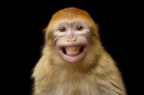 Funny Monkey Pictures | Download Free Images on Unsplash