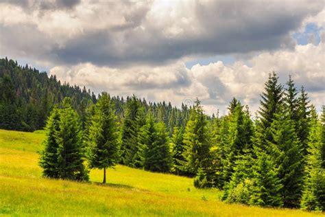 Coniferous Forest on a Mountain Slope Stock Image - Image of tree, wood: 34993633