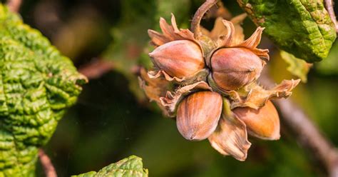 How to Grow Hazelnut Trees | Gardener’s Path