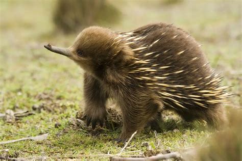 Echidna Facts - Animal Facts Encyclopedia