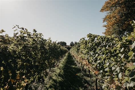 Halloween Trail - The Mount Vineyard : The Mount Vineyard