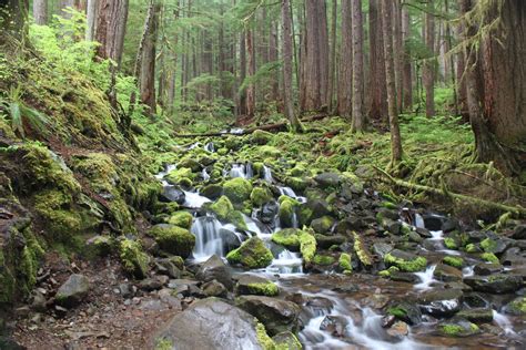 Pacific Northwest Forests: Sustaining Wildlife, People and the Planet ...