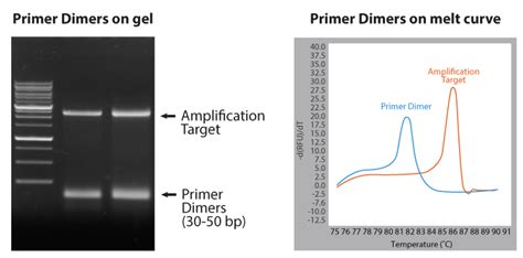 Primer Dimer In Gel Electrophoresis