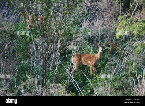 Chronic Wasting Disease Stock Photo - Alamy