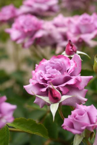 Rose, Purple Rain, バラ, パープル レイン, | Rose, Purple Rain, バラ, パー… | Flickr