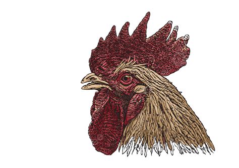 Rooster Head Colored Vector Illustration White Chicken Livestock Vector, White, Chicken ...