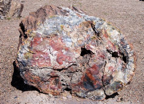 Petrified Forest National Park Petrified Forest National Park # ...