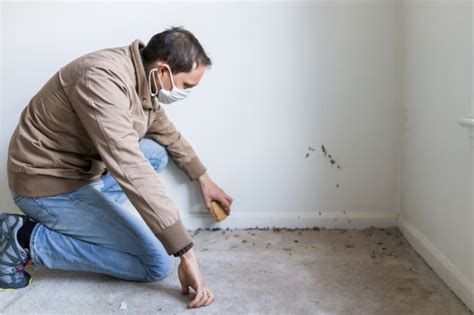 Black mold inspection 101: How it works | Livelife