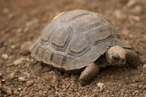 Baby Tortoise 2 by photoboy1002001 on DeviantArt