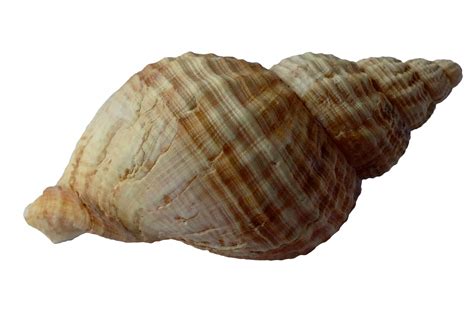 Sea Shell Free Stock Photo - Public Domain Pictures