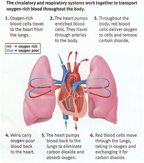 Which of the Following Transports Oxygen-rich Blood - Laney-has-Castillo