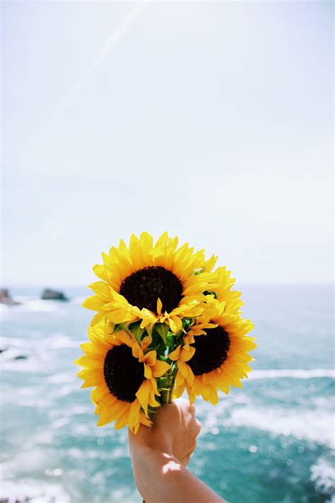 Sunflower Blue Wallpapers - Top Free Sunflower Blue Backgrounds - WallpaperAccess