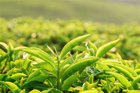 Green Tea – Tadin Herb & Tea Co.