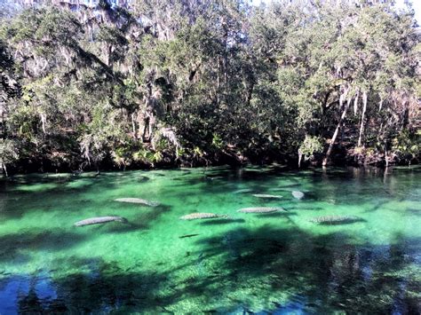 The Great Florida Manatee Migration of 2018 - My Little Life's Journeys