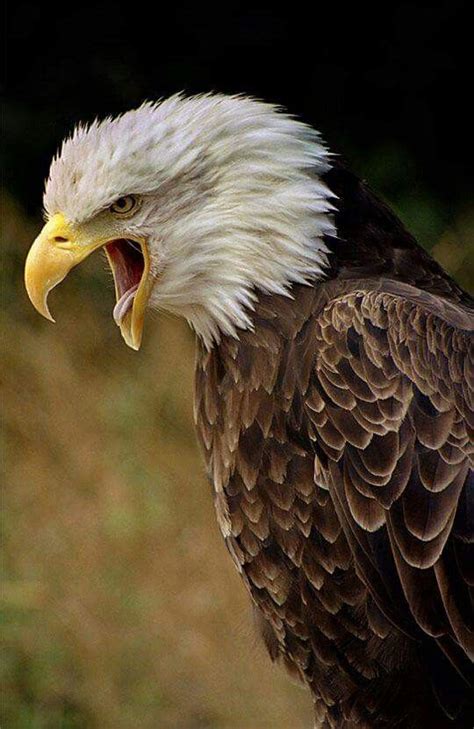 Angry Eagle | Birds of prey, Bald eagle, Bird photography