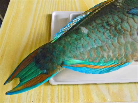 ::Have Fun!::: Ikan Kakatua (parrot fish) rasa kepiting