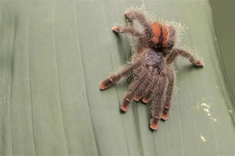 Pink Toe Tarantula Care Guide: Everything You Need to Know - Everything Reptiles