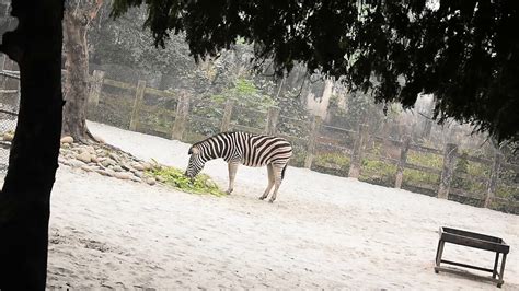 Animanimals: Zebra , ZEBRA - YouTube