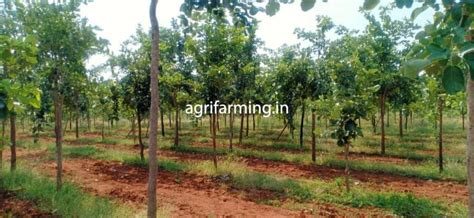 Earn Crores with Red Sandalwood Farming - Plantation, Height, Weight ...