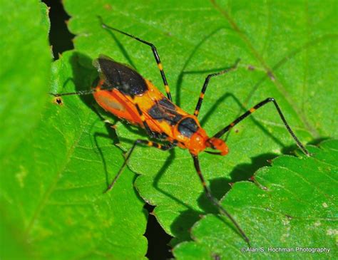 Assassin Bug in Florida Everglades | Everglades florida, Everglades, Florida