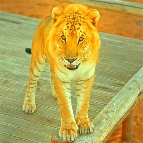 Tigon = A Hybrid of Tiger & Lioness