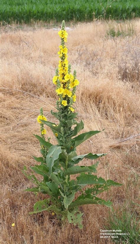 Common Mullein, an Invasive Weed on Nebraska’s Horizon | CropWatch | University of Nebraska–Lincoln