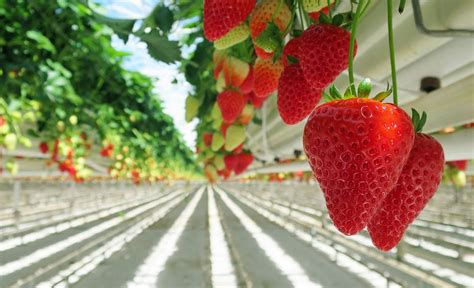 How To Grow Strawberries In A Hydroponic System - NFT Barry Lyndon