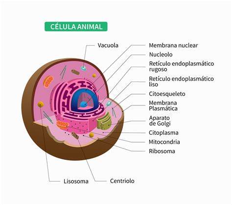 Celula Animal Conoce Su Estructura Funciones Y Caracteristicas Images ...