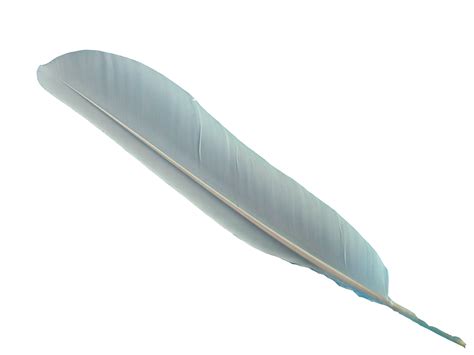 Feather Png Image With Transparent Background