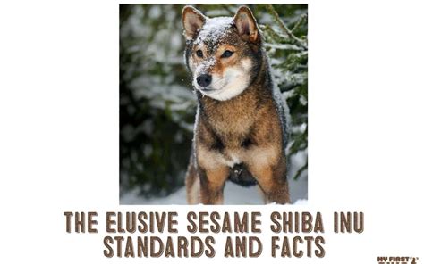 The Sesame Shiba Inu - My First Shiba Inu