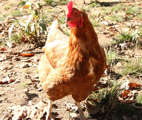 What are other good egg laying breeds? - Red Tool House Lumber Company ...