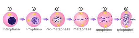 Cytokinesis: Definition, Steps, And Significance