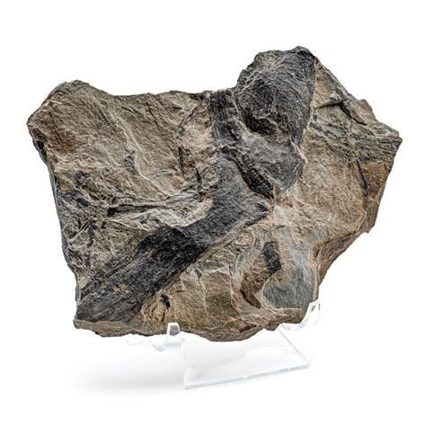 Carboniferous Fossil Plant - 6.94" Calamites | Mini Museum