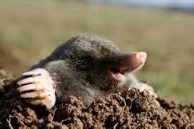 Fun Mole Facts for Kids