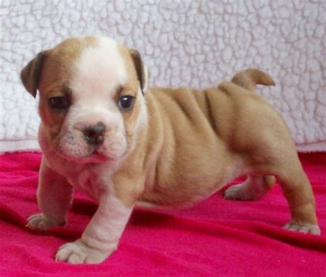 Cleft Palate in Puppies & Kittens | Friendly dog breeds, Dog breeds, Cute dogs