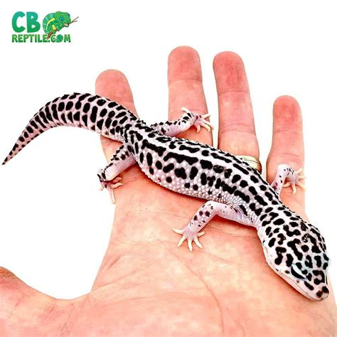 Mack snow leopard geckos for sale baby Mack Super snow leopard gecko ...