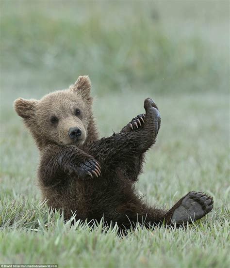 Baby Grizzly Bear Cubs | Foto Bugil Bokep 2017